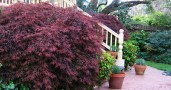 Acer-palmatum-atropurpureum-weeping - копия